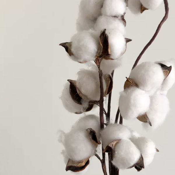 What's GOTS Organic Cotton?